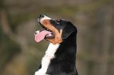 BOUVIER D'APPENZELL 091